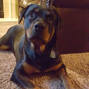 Meet your Posher, Charles